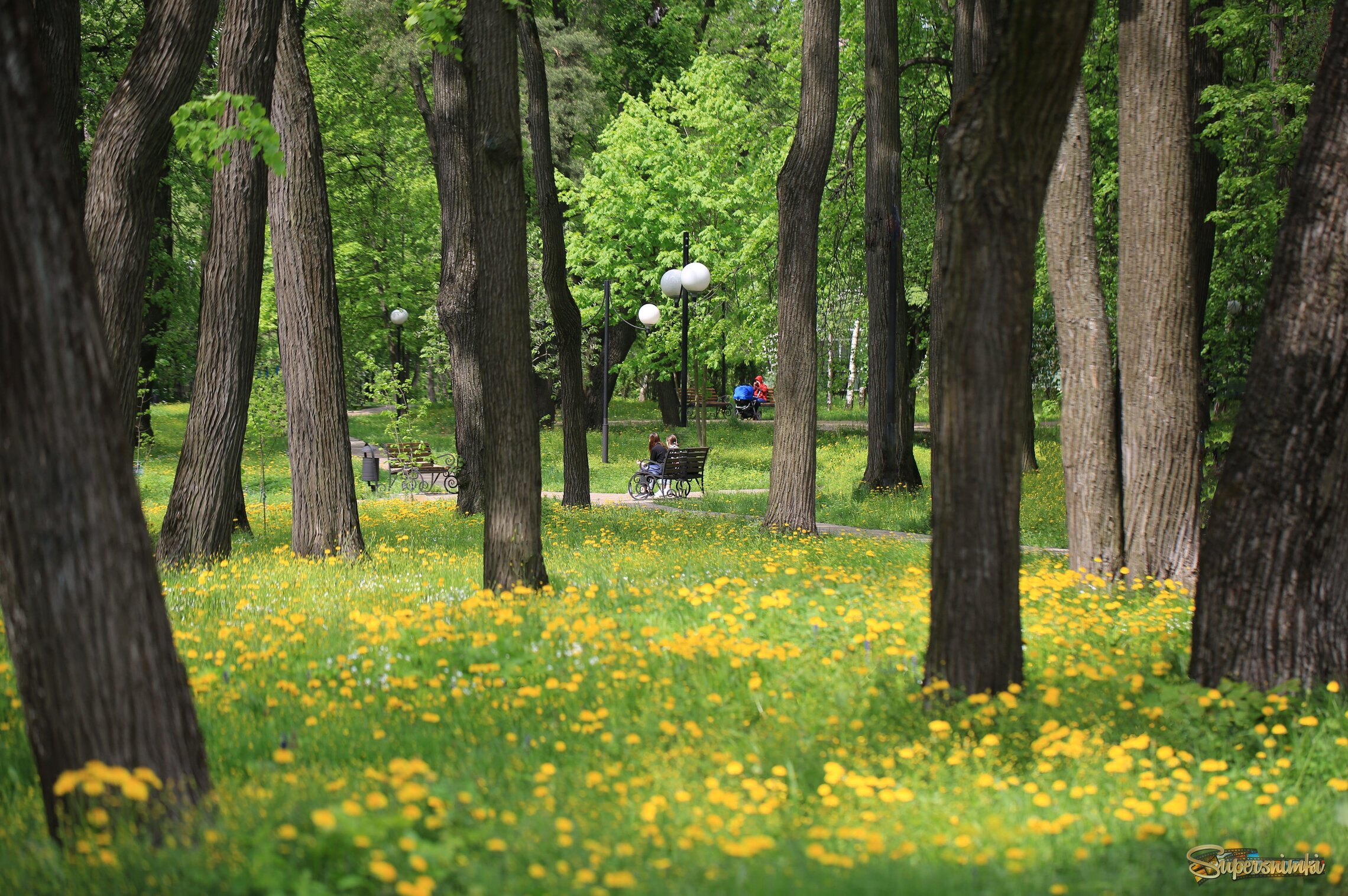 Мир одуванчиков