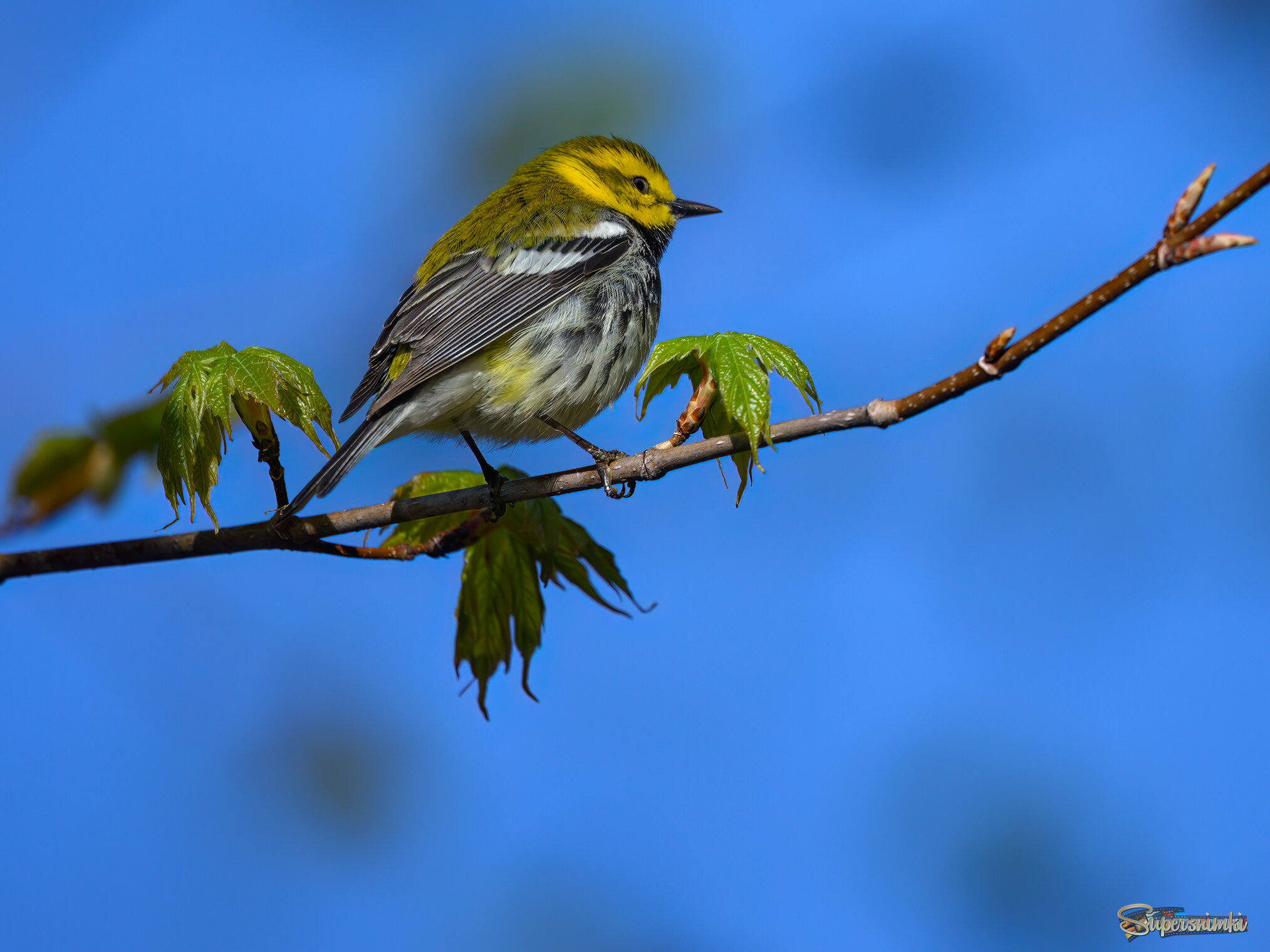 Black-throated green warbler (m)