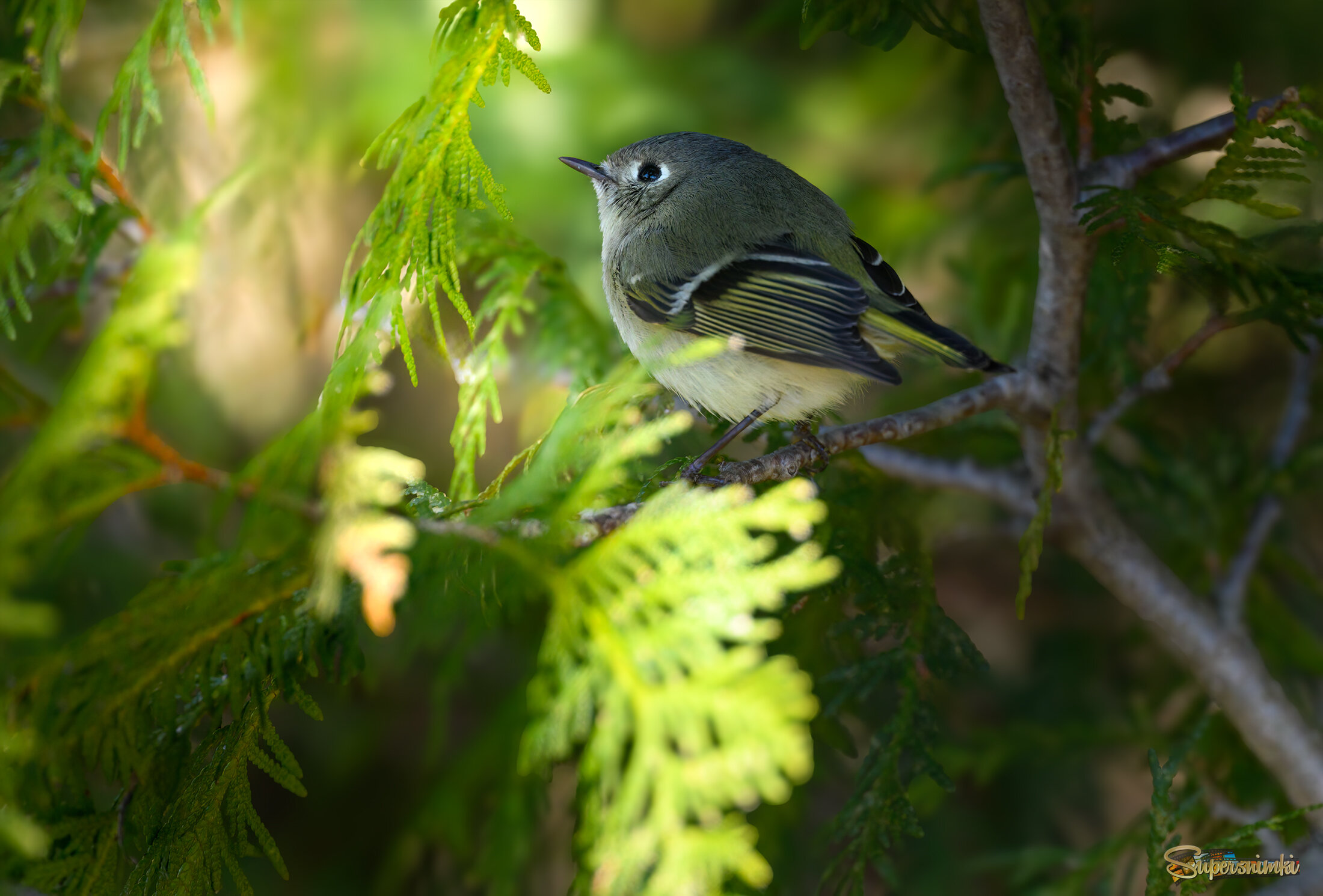 Ruby-crowned kinglet