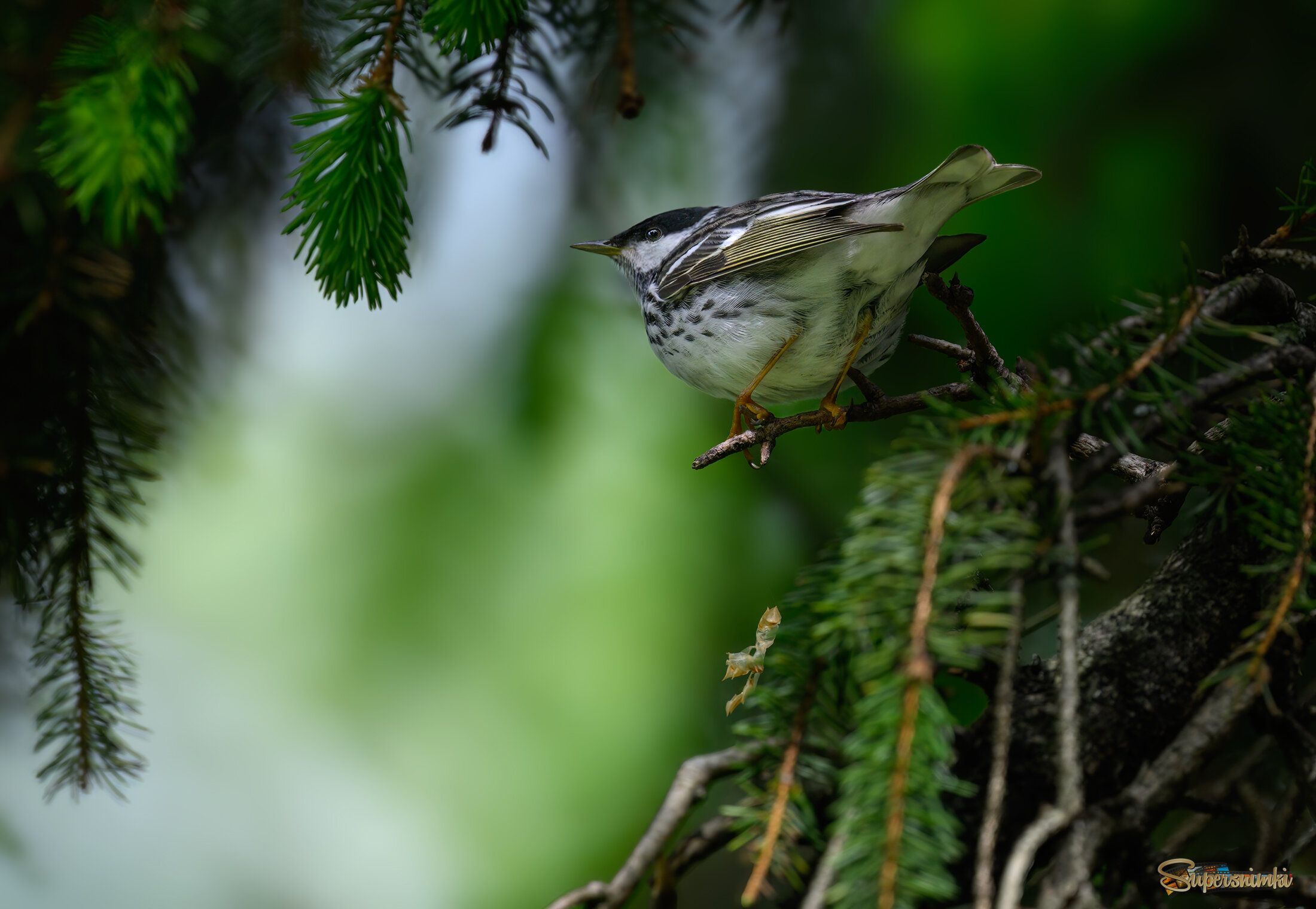 Blackpoll Warbler (m)