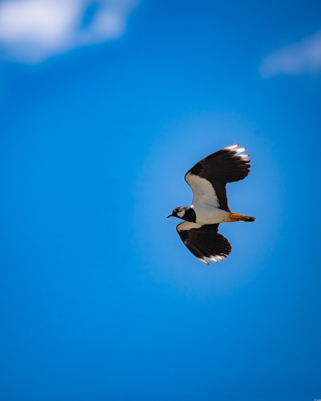 Чибис ...в пролЁте