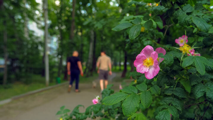 Природа в Городе