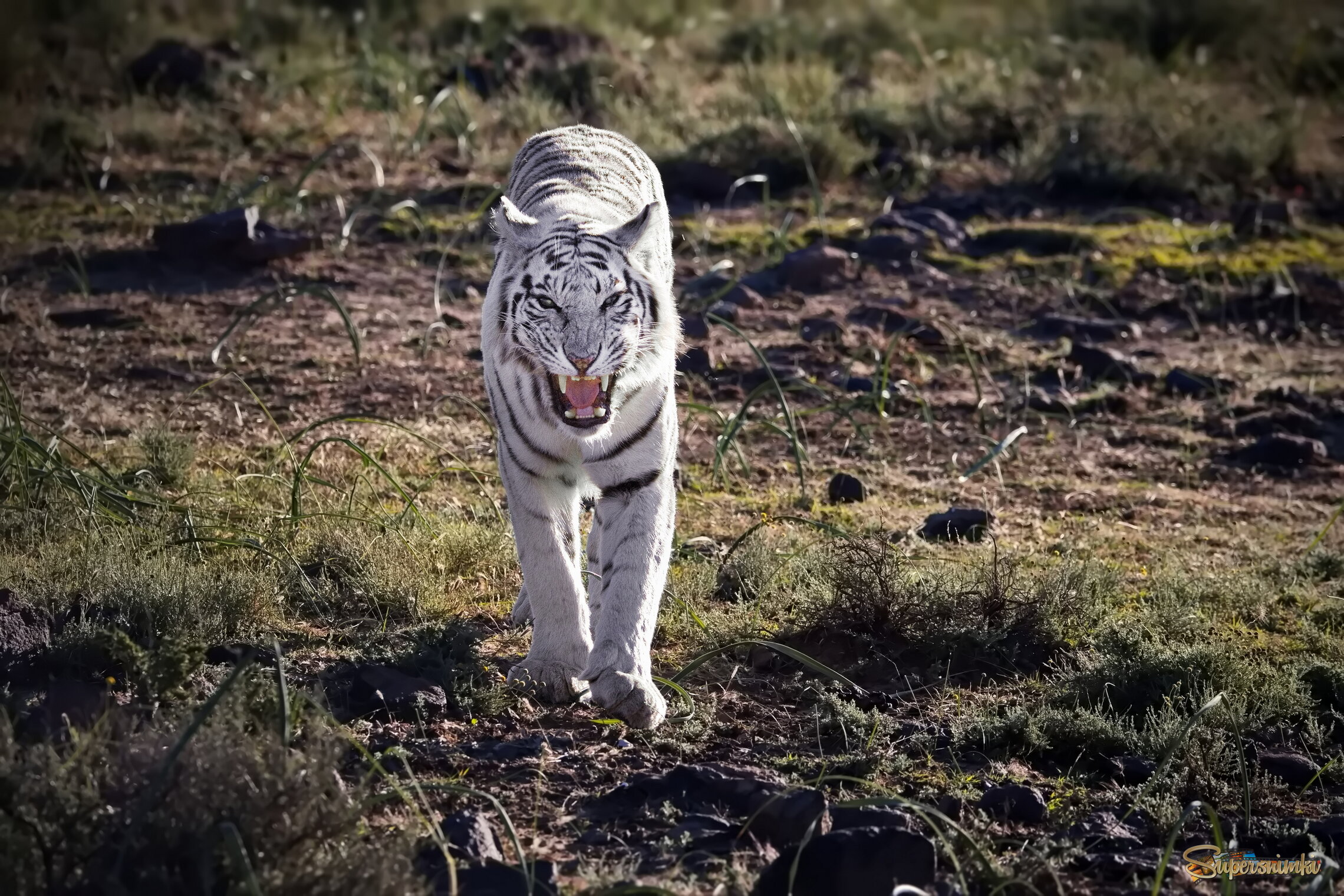 Единственный в Мире