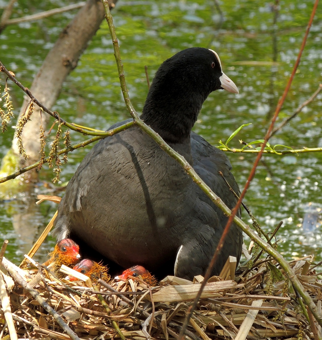 Королева-мать.