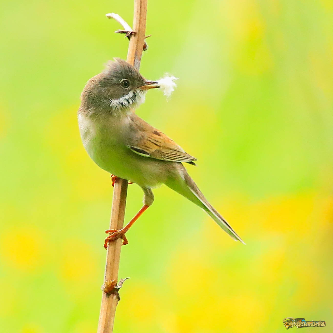 Пух для гнезда