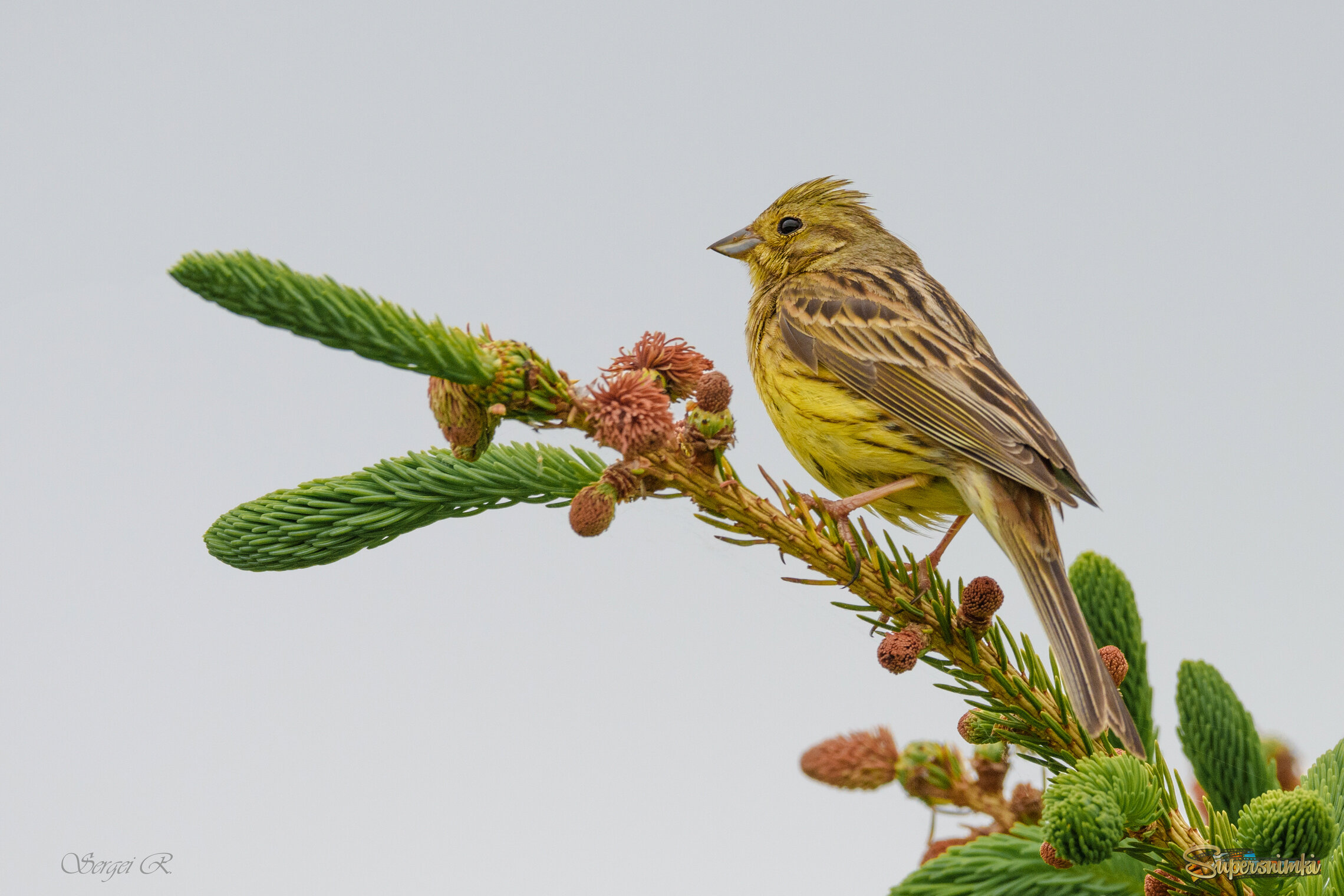 Золотистый воробей