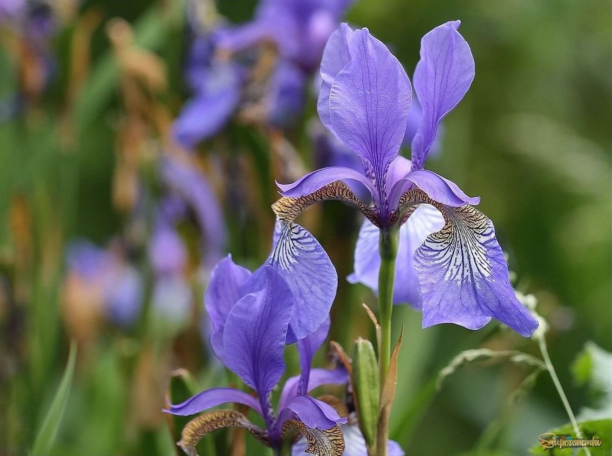 Завтра-лето