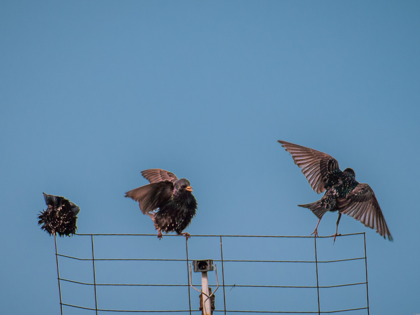 Эволюция скворца " от личинки до взрослого 😂