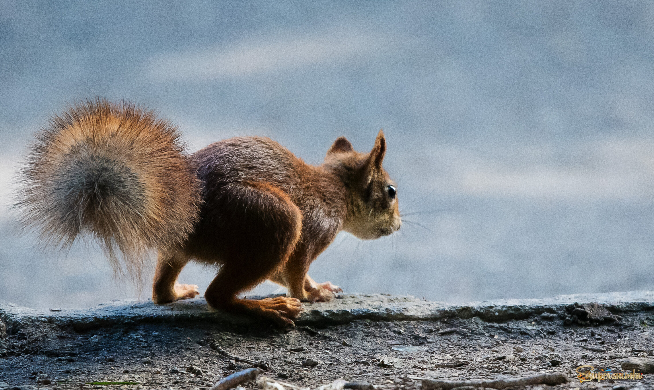 Хвост винтом.