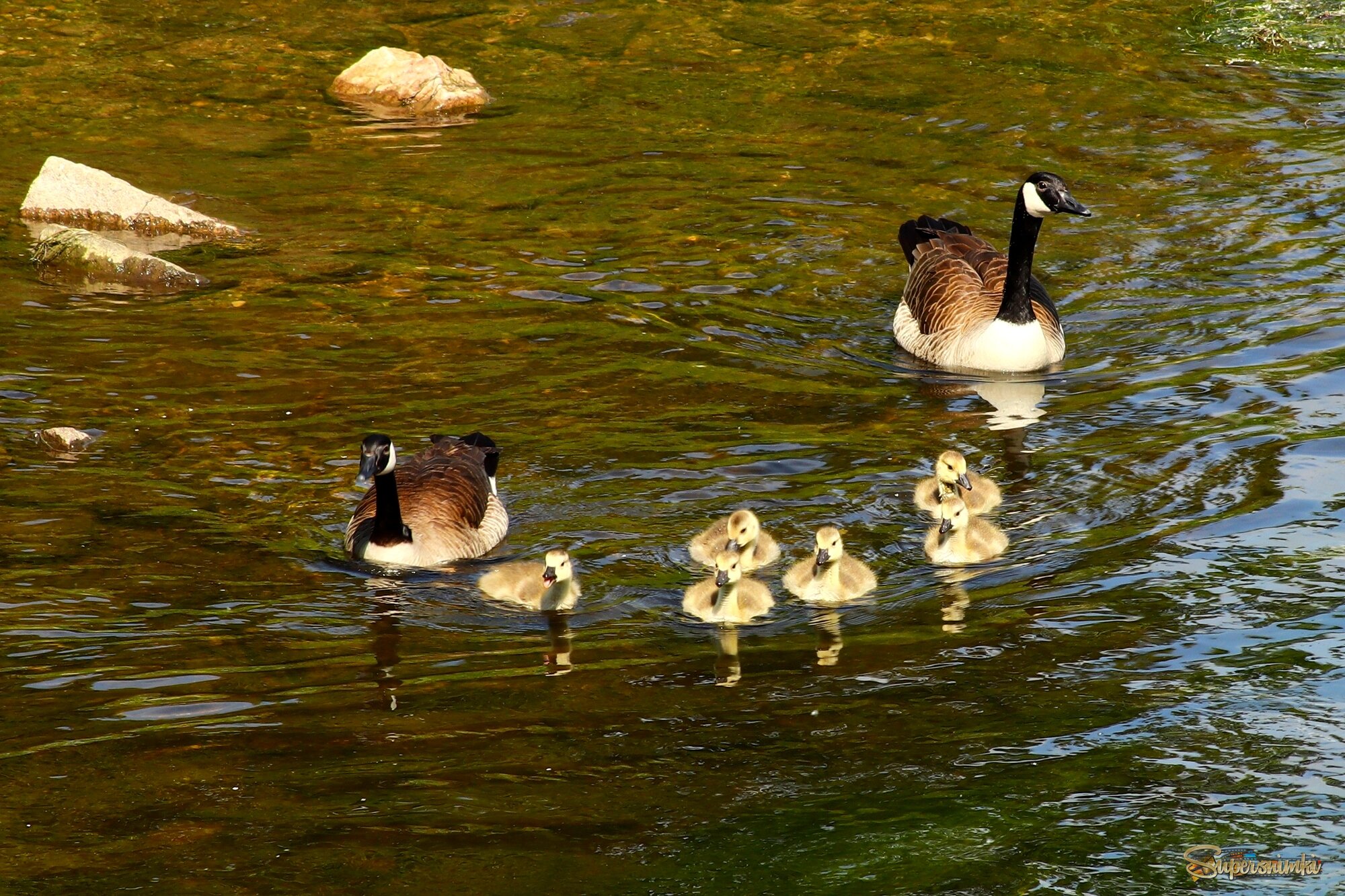 На прогулку