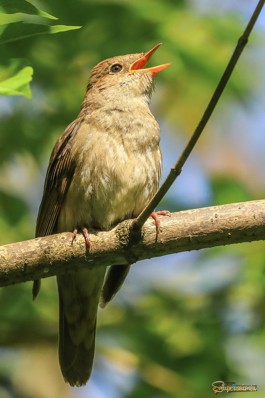 Весенняя песня
