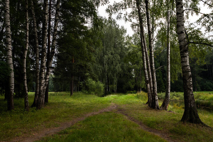 Утро в парке