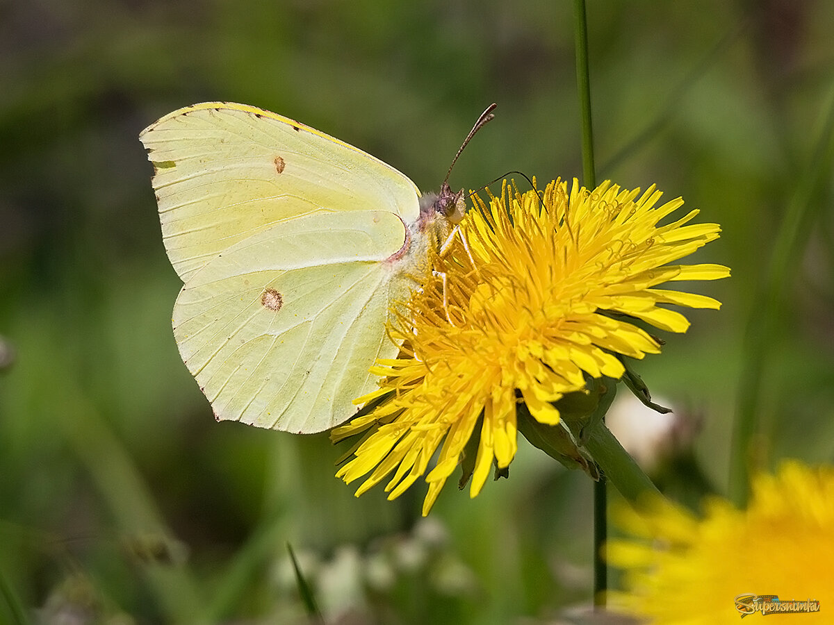 За нектаром из одуванчиков...