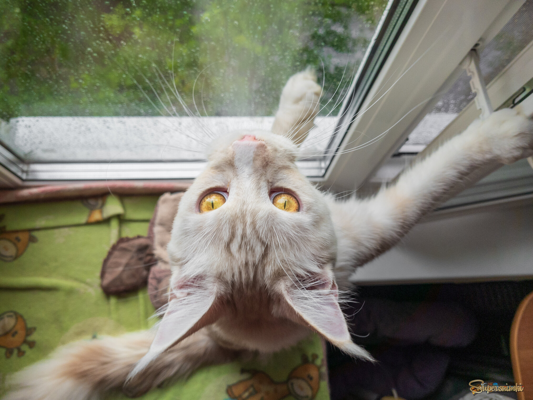 Эльза у окна.