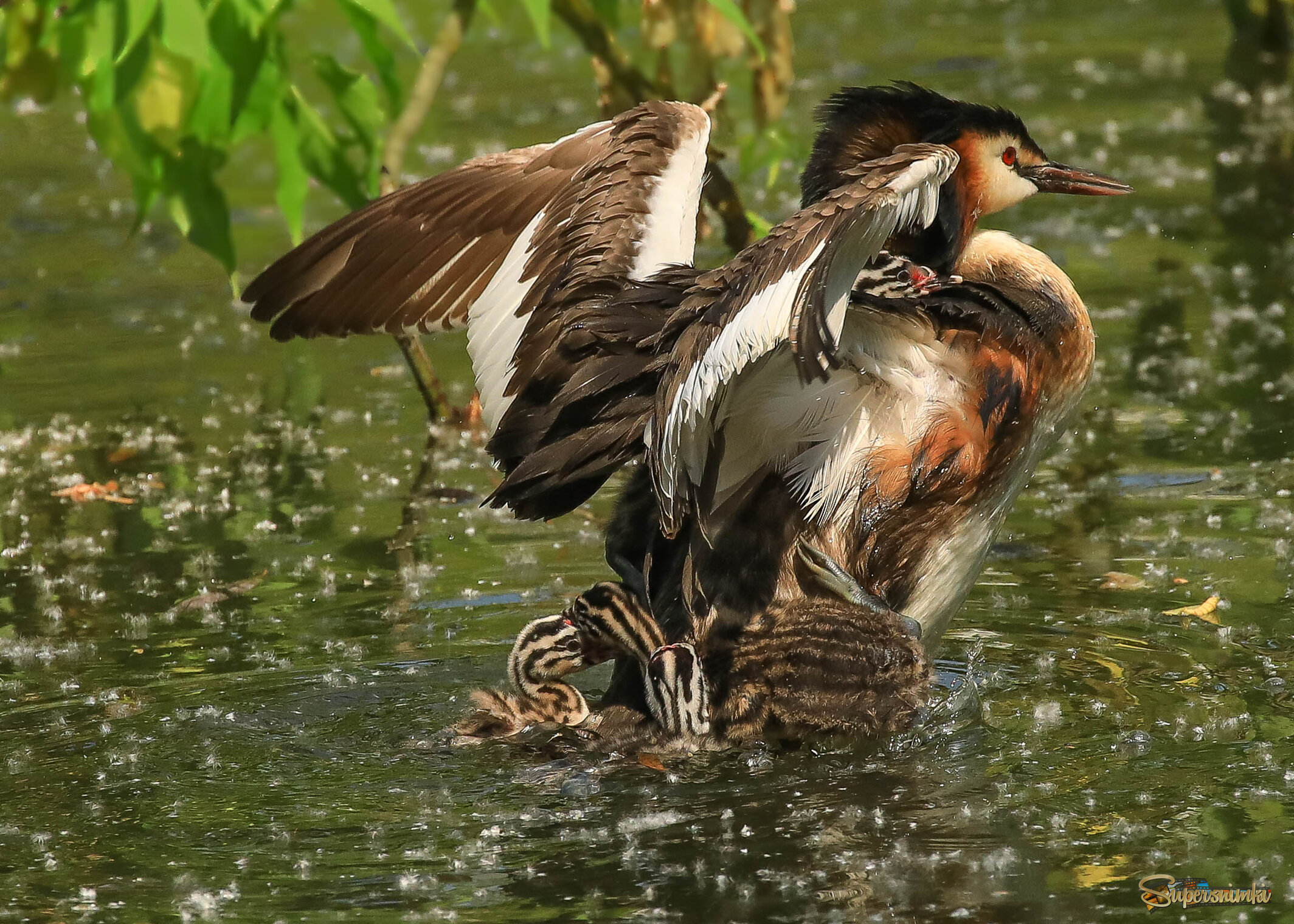 Пора учиться плавать!
