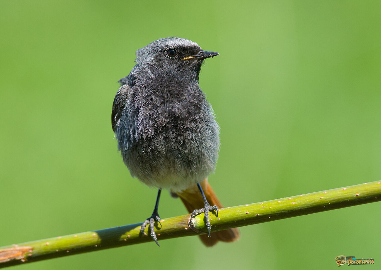 Горихвостка чернушка
