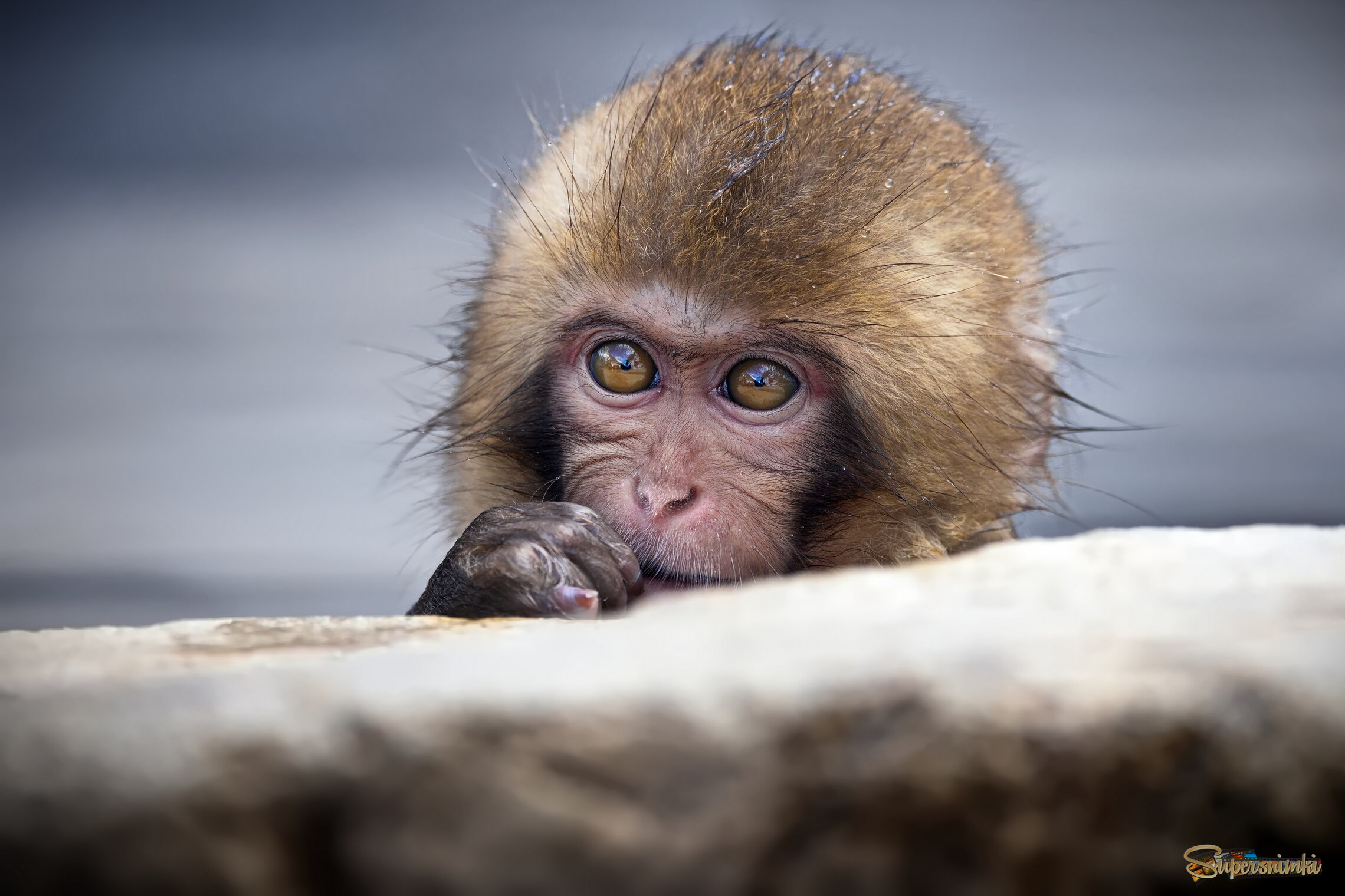 Задумавшийся