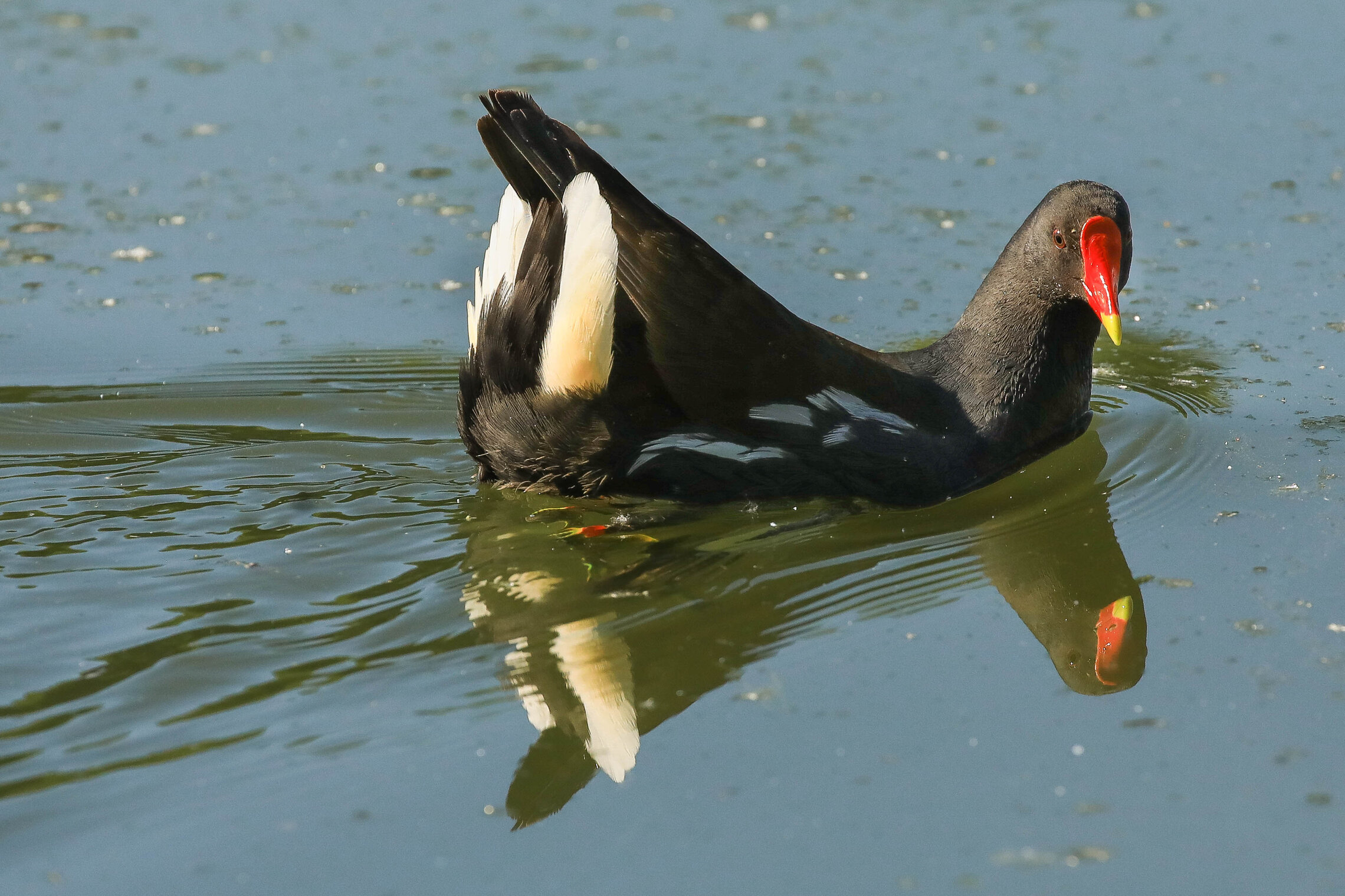 Какая же я красотка!