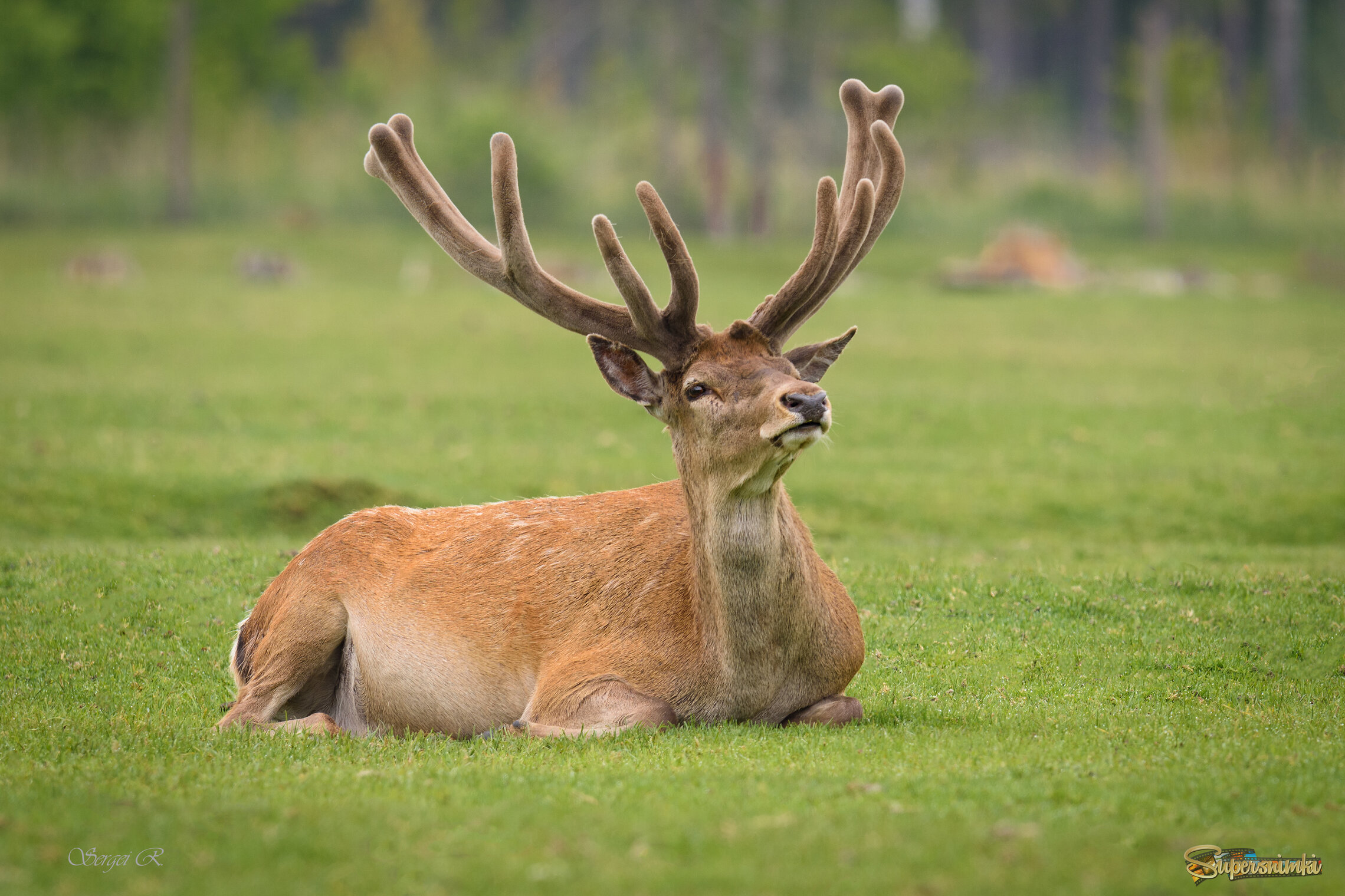 Про оленя...