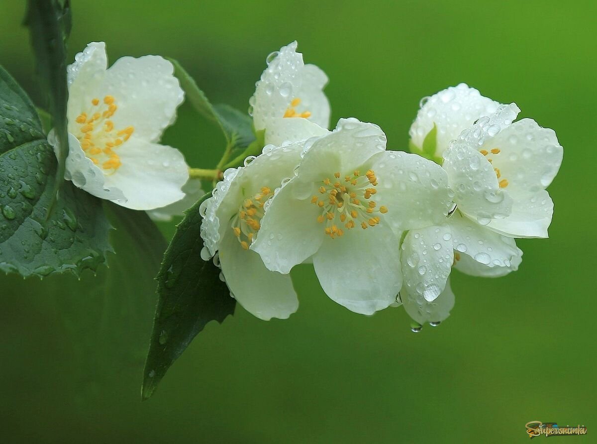 И цвет столь нежный...