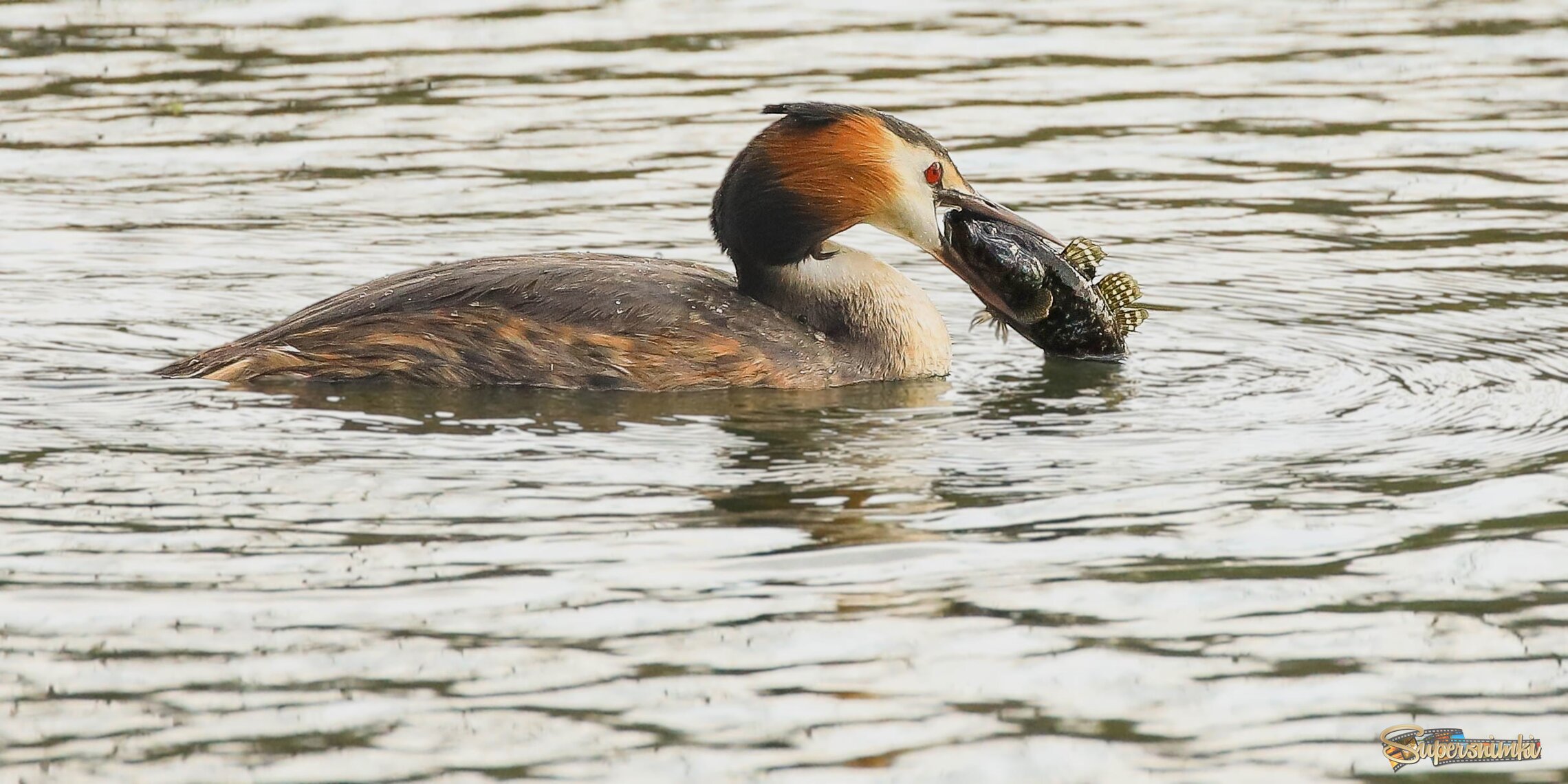 Большой обед