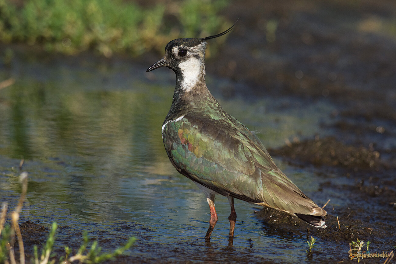 Чибис вечерний