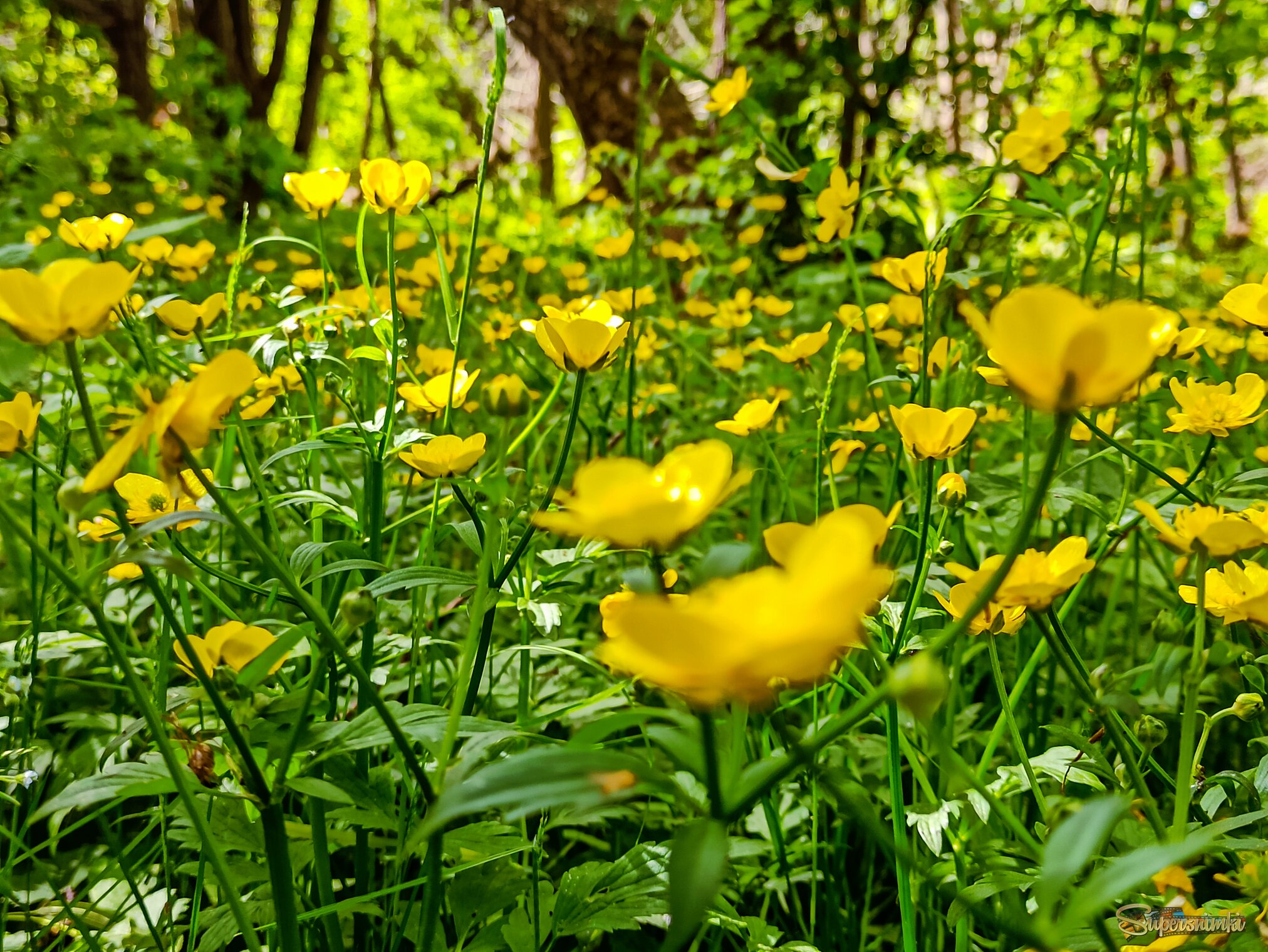 Здравствуй, лето! 