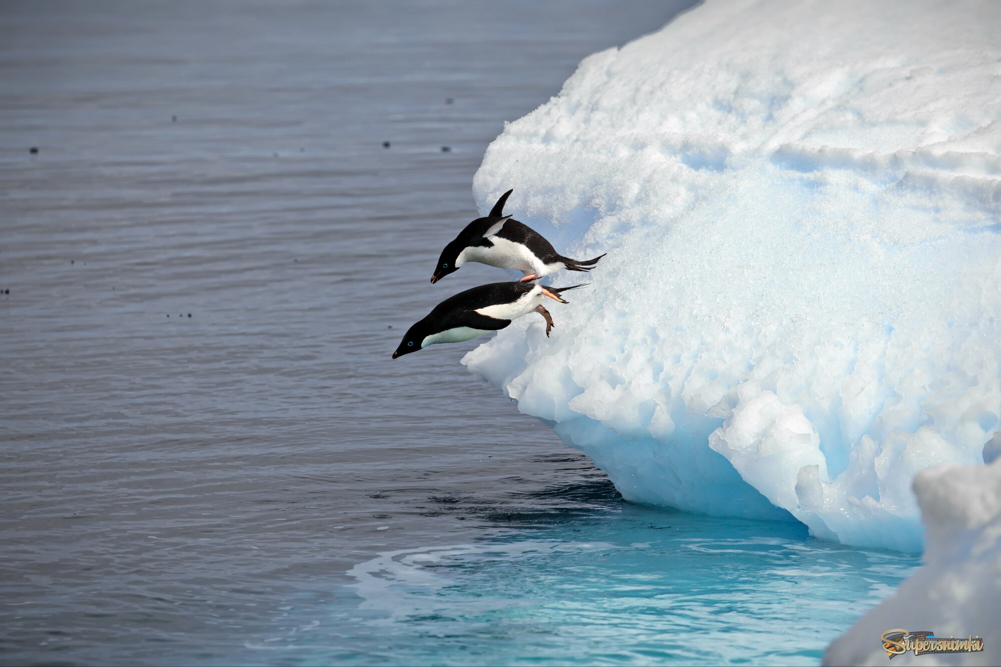 Парные прыжки в воду