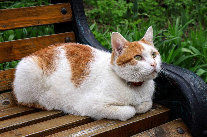Монастырские кошки. Симонов монастырь