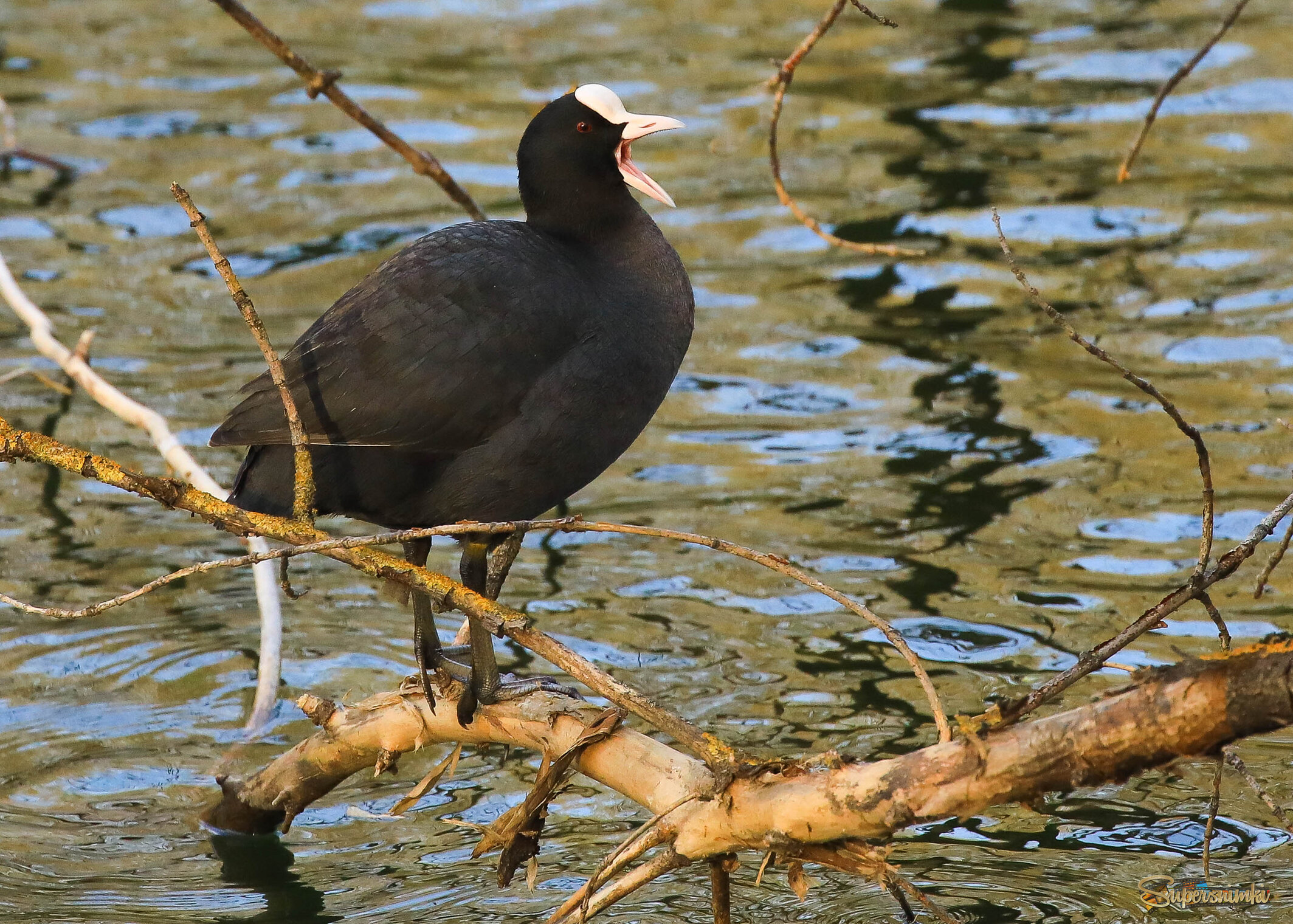 На дерево лысуха взгромоздясь... 