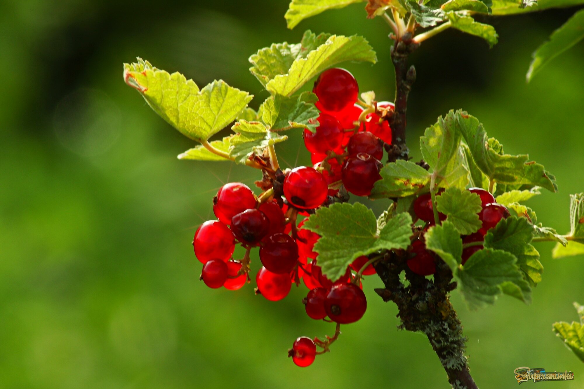 Красная смородина