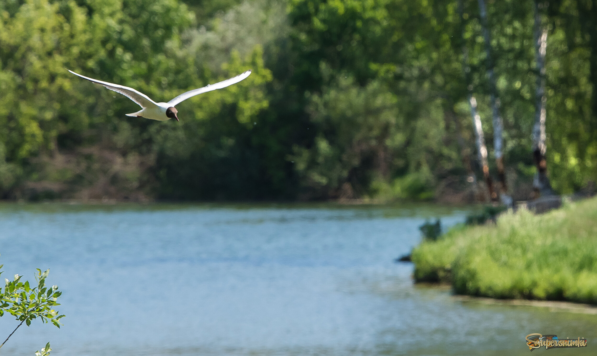 Пейзаж с чайкой.