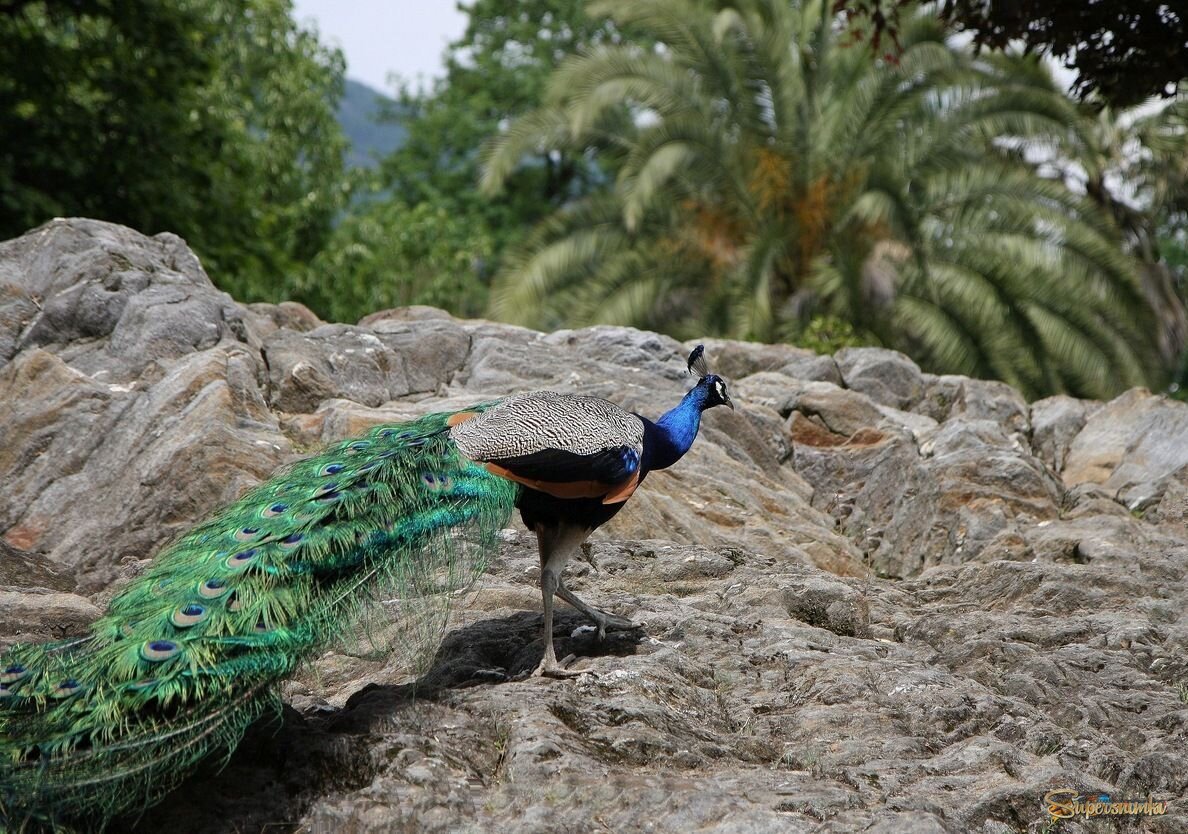 Павлин из Бриссаго