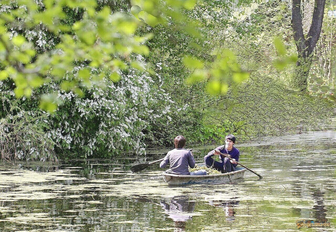 Когда цвела черемуха