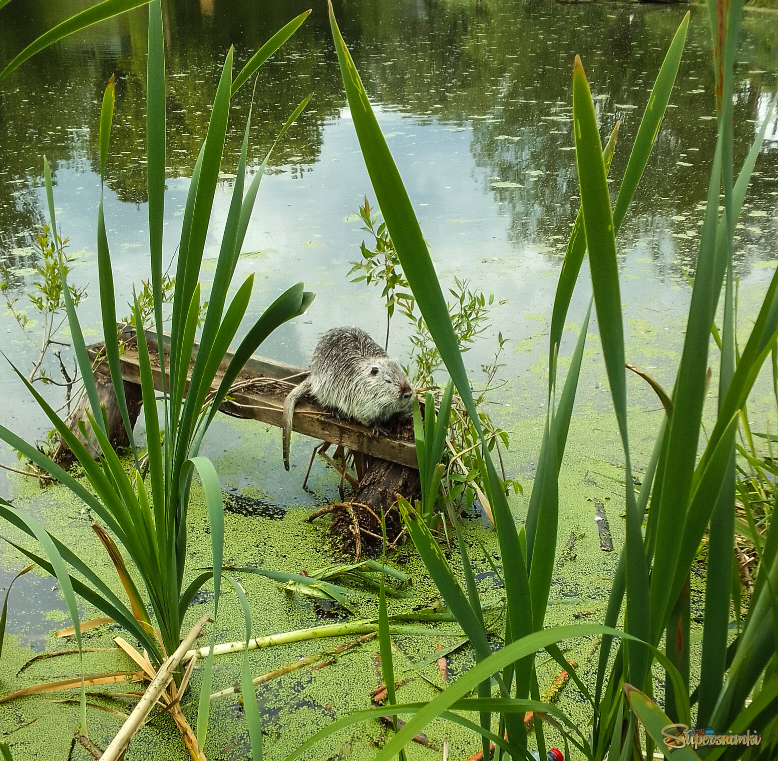 Не беспокоить. Сончас.