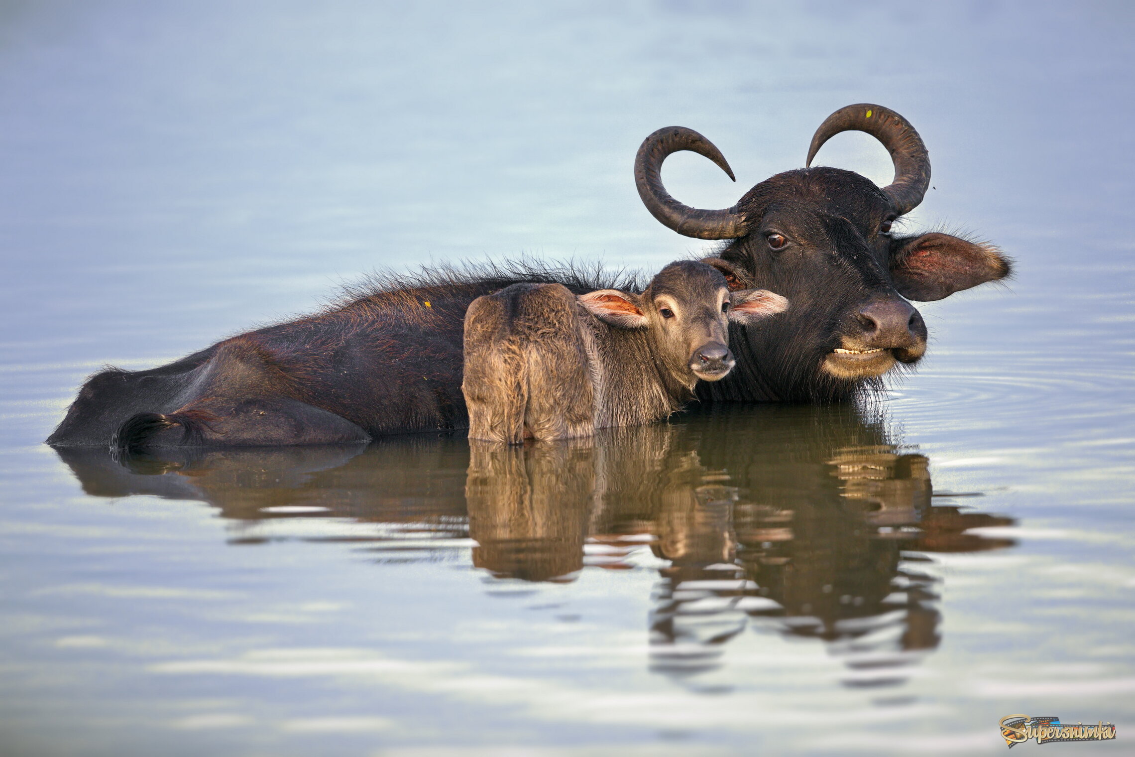 Всегда рядом с мамой