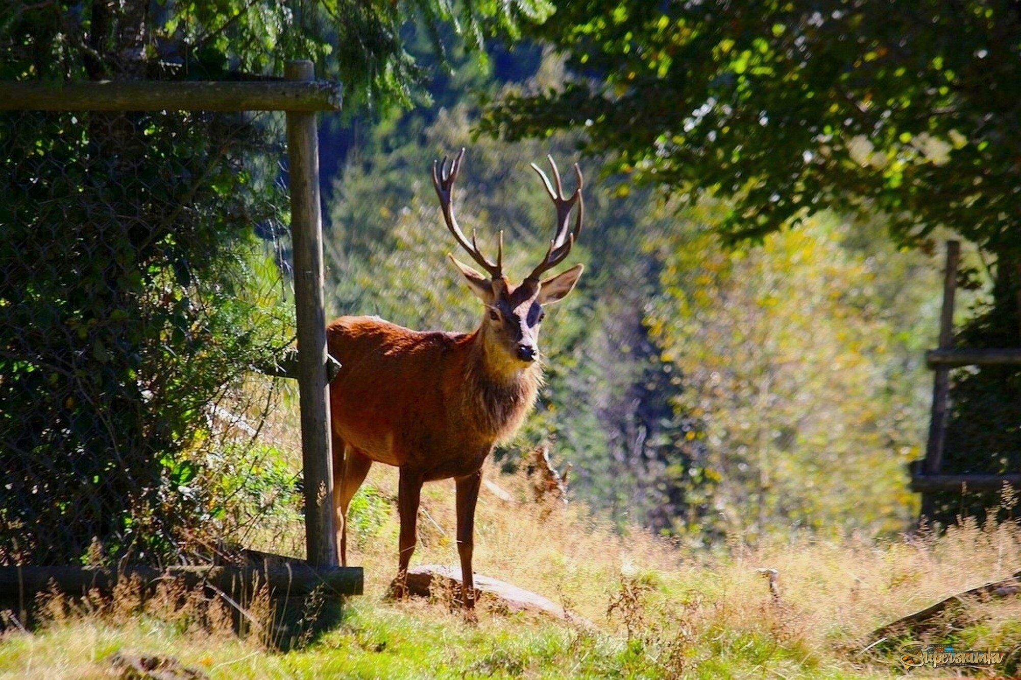 Лесной олень