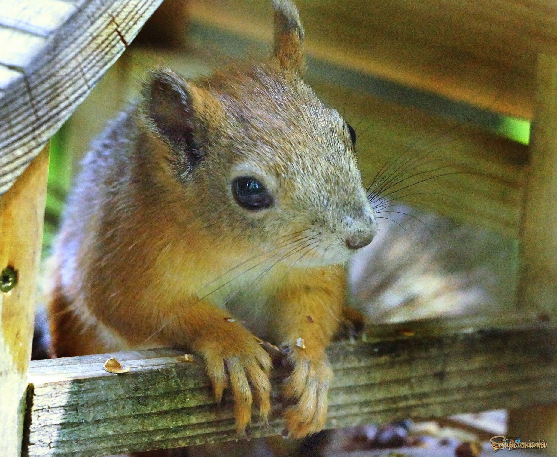 Привет! я тут.....