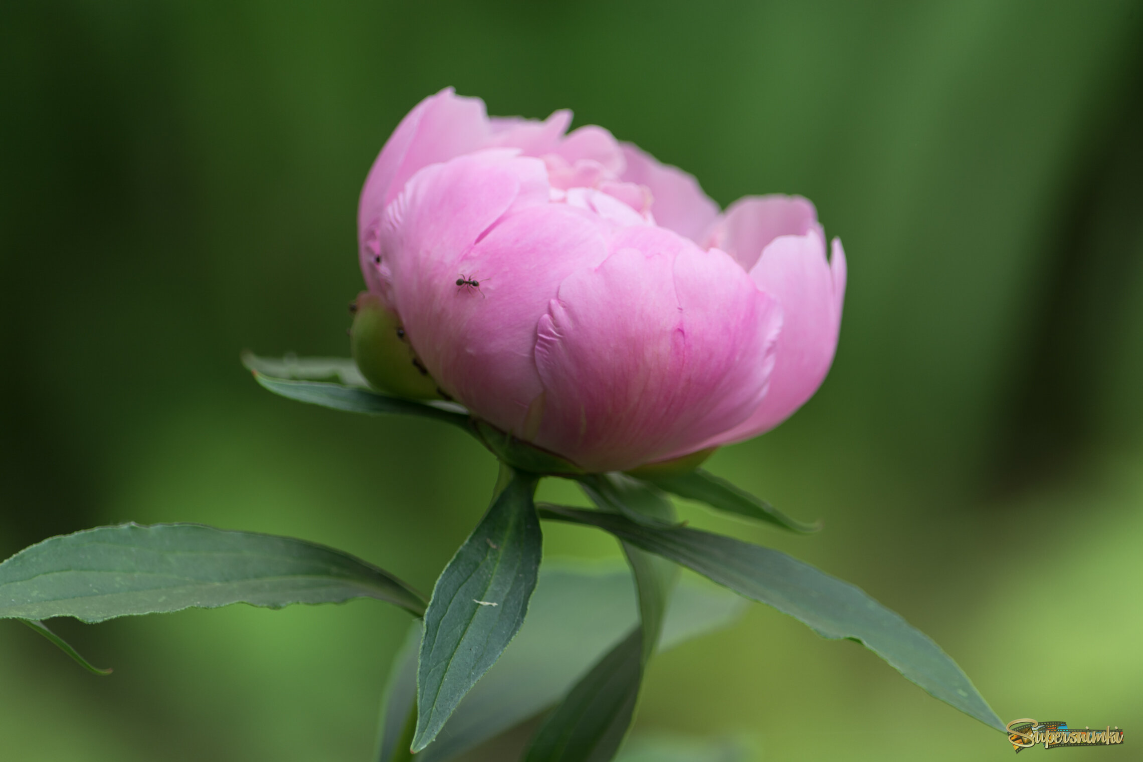 Пионы...весны продолженье...