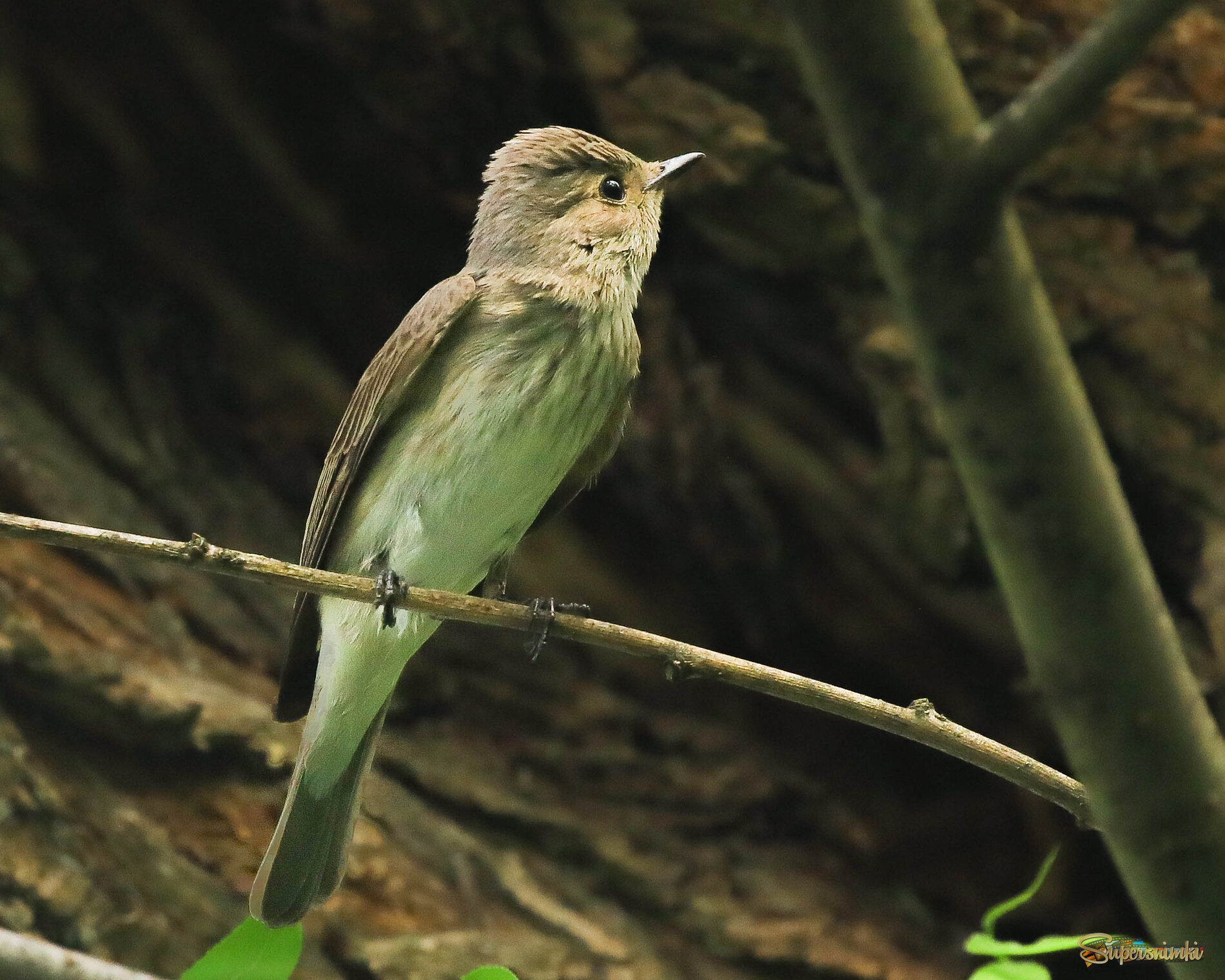 Где там комарик?