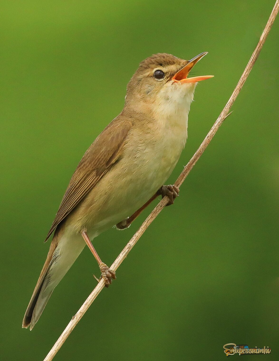 Талантливый певец