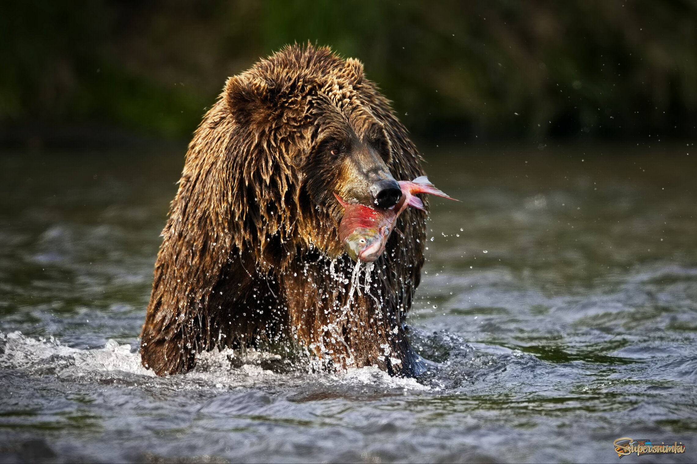 Праздник живота