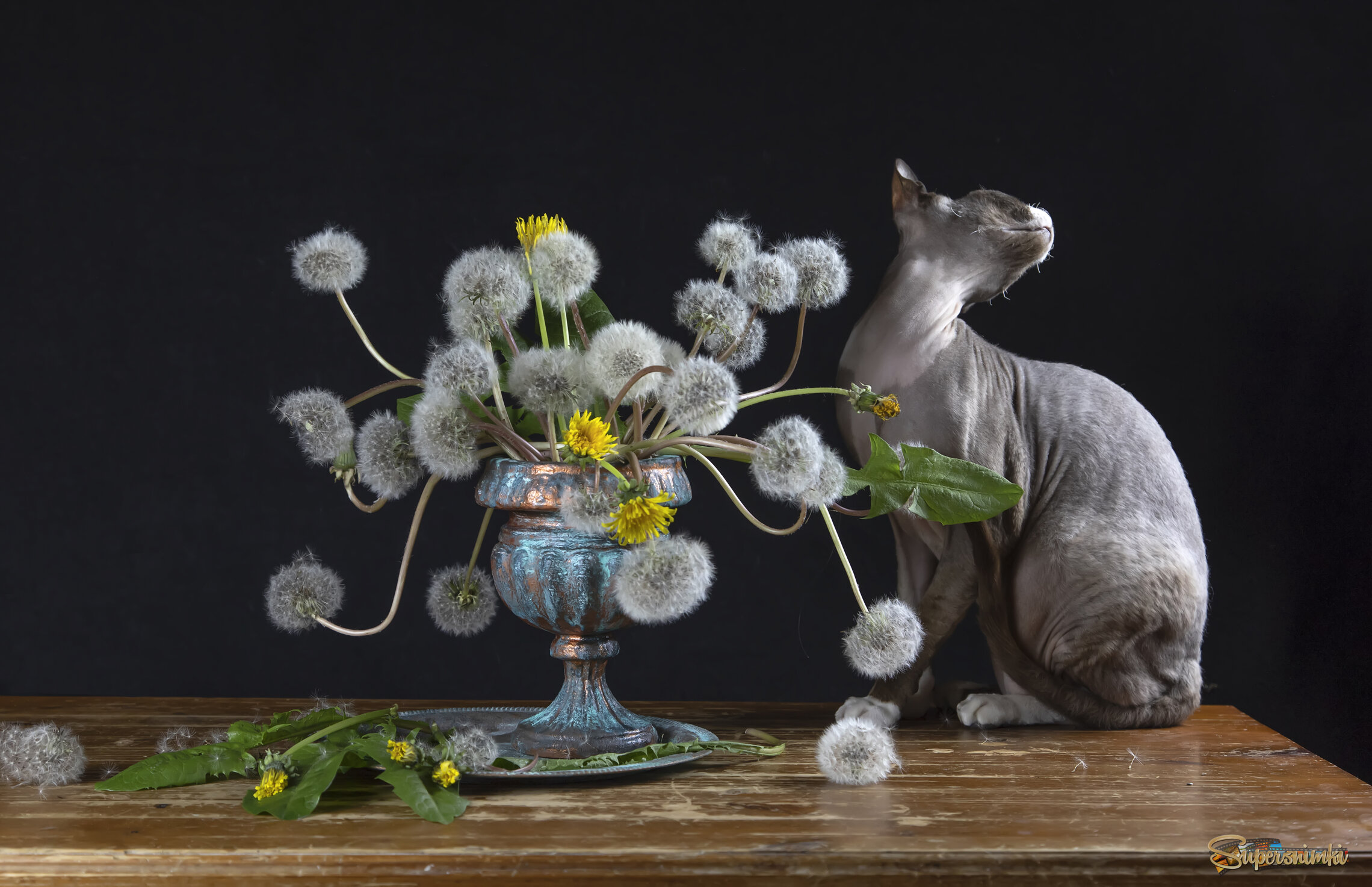 Шкипер и пушистики