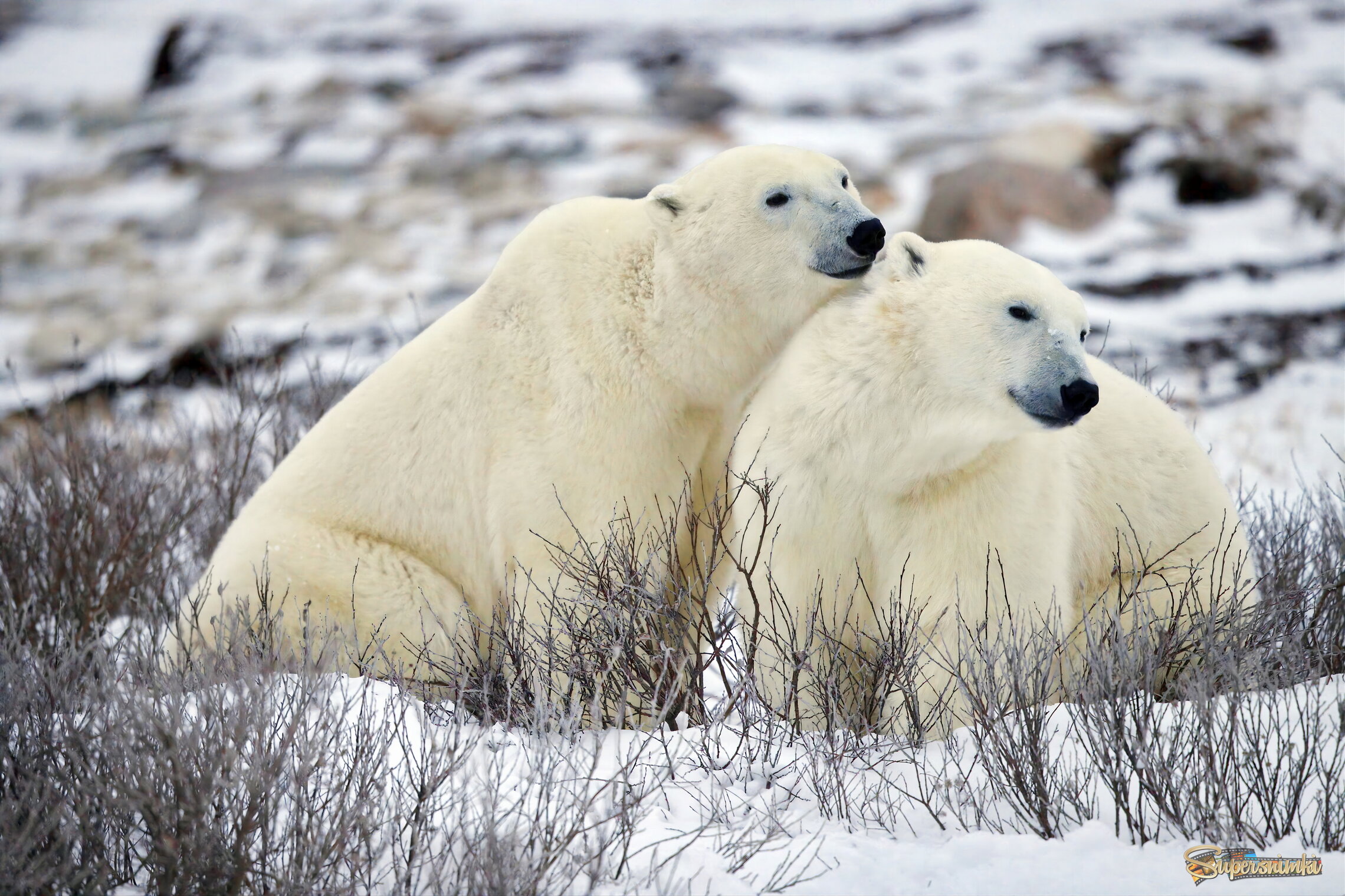 Можно я тебя поцелую)?