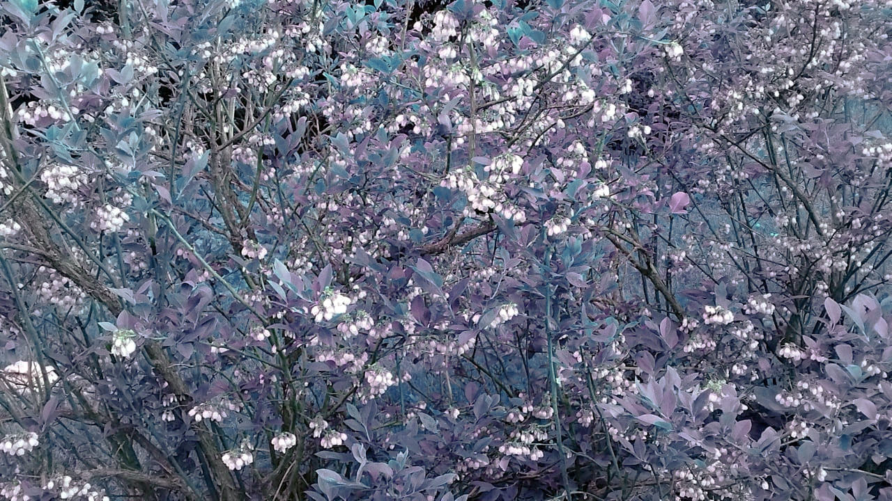 голубая голубика