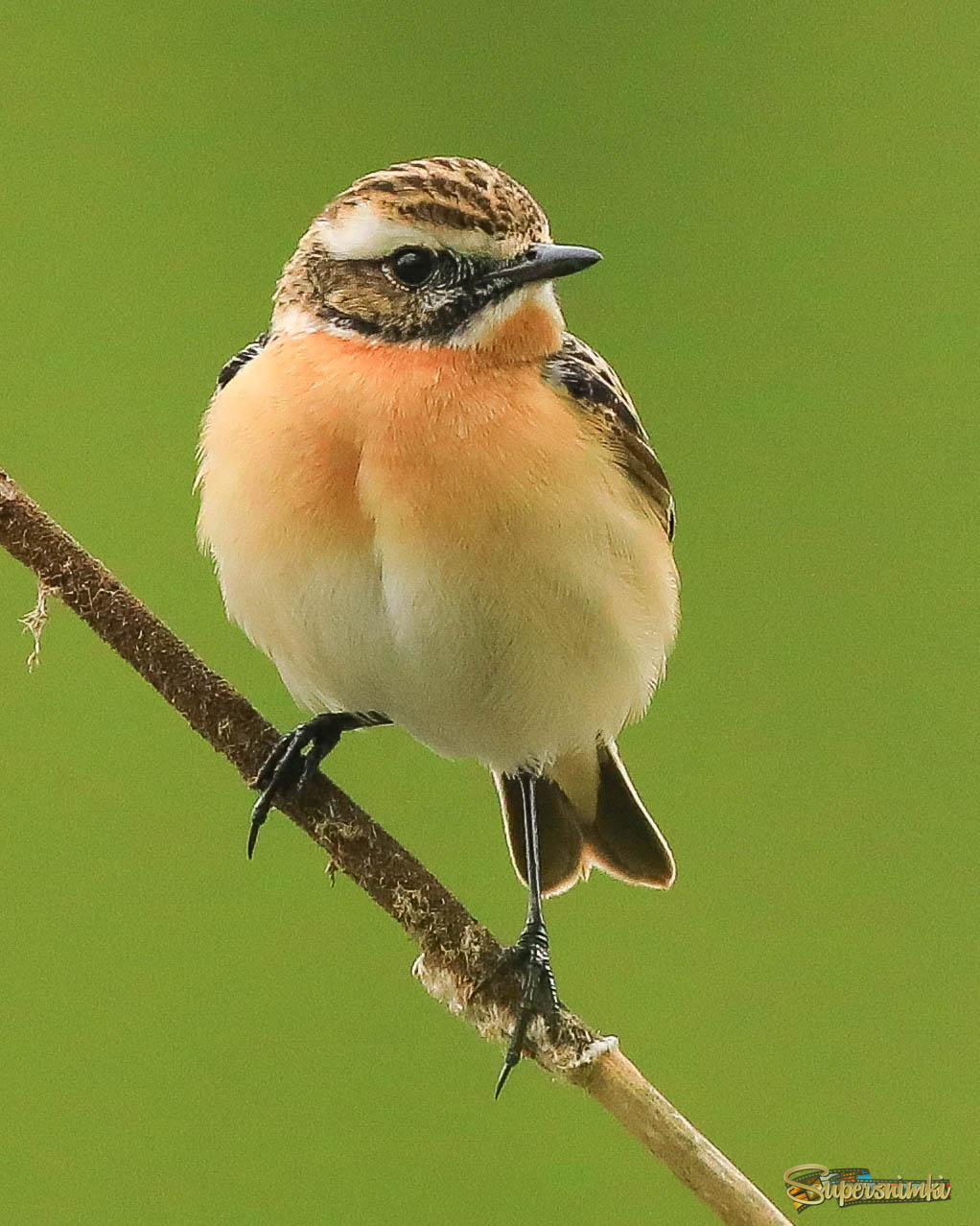 Всегда на стрёме 