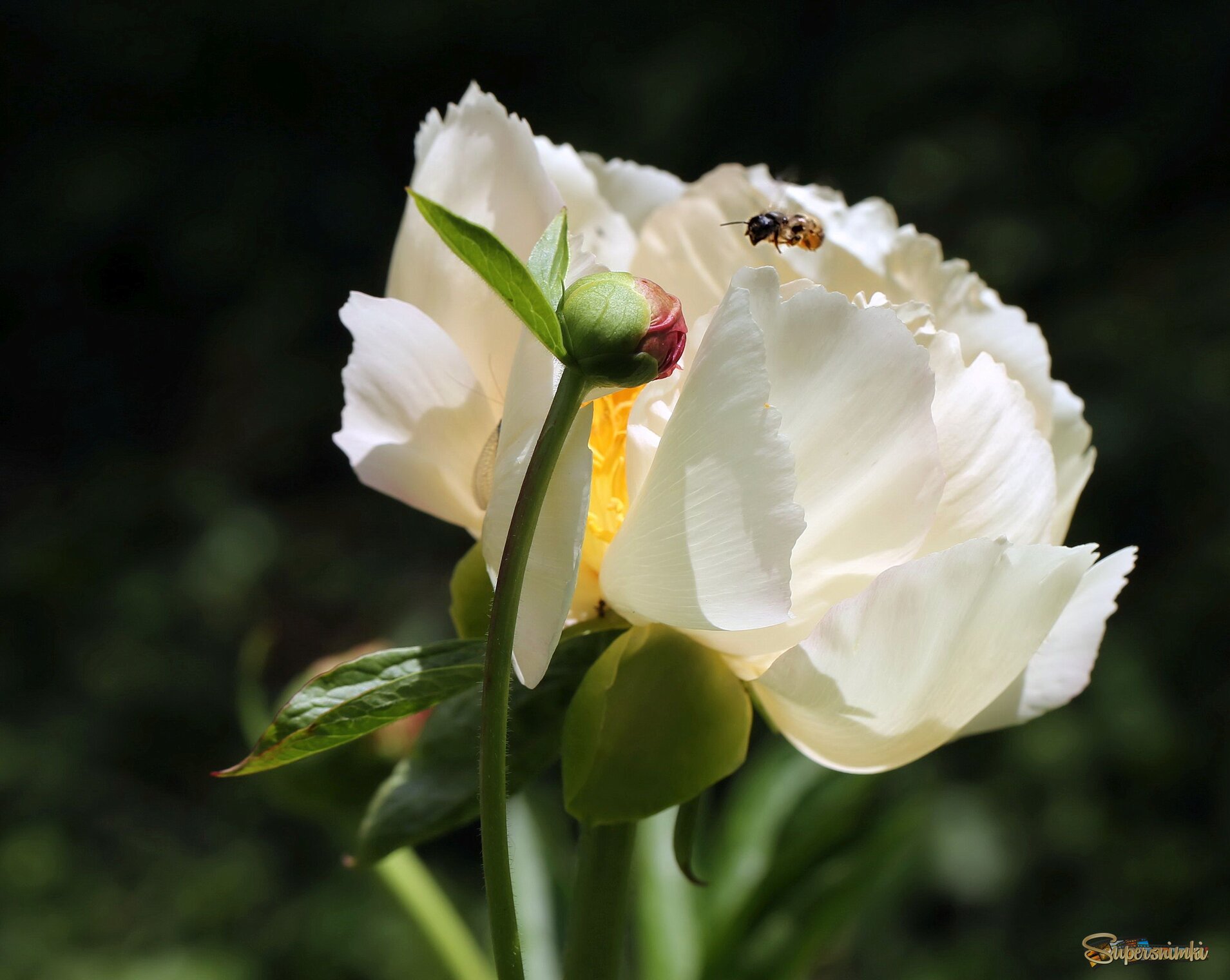 Июньское цветение