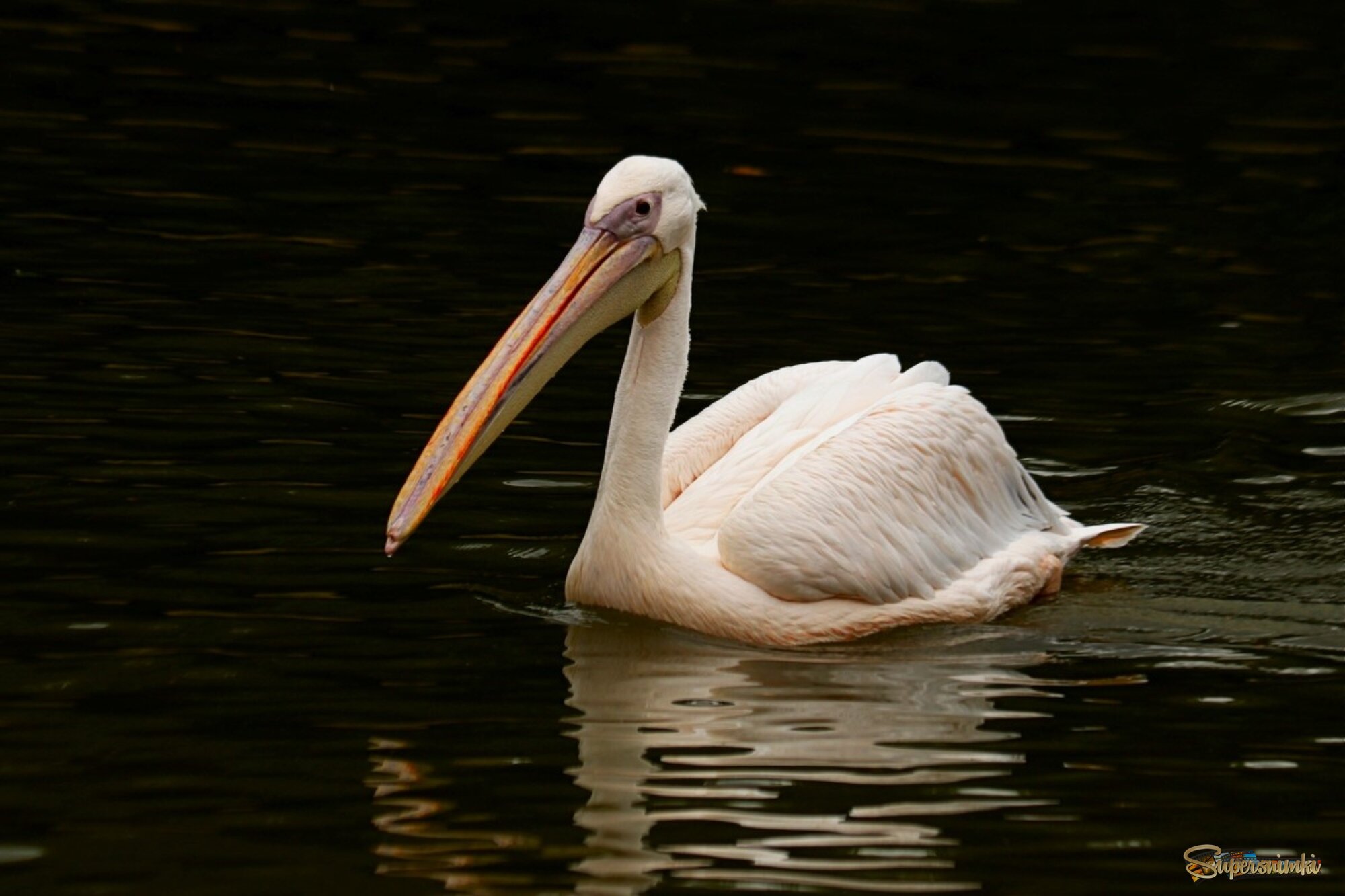 Про пеликана