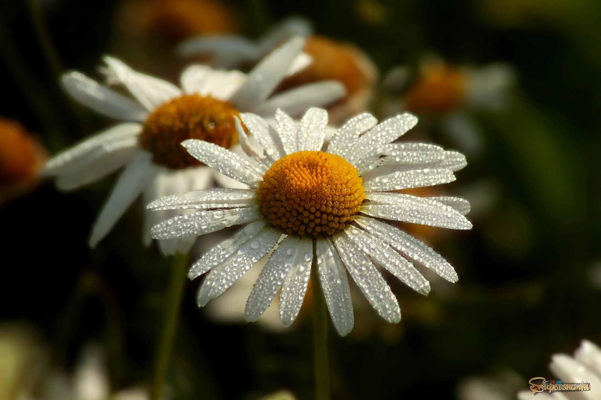 Ромашковое утро