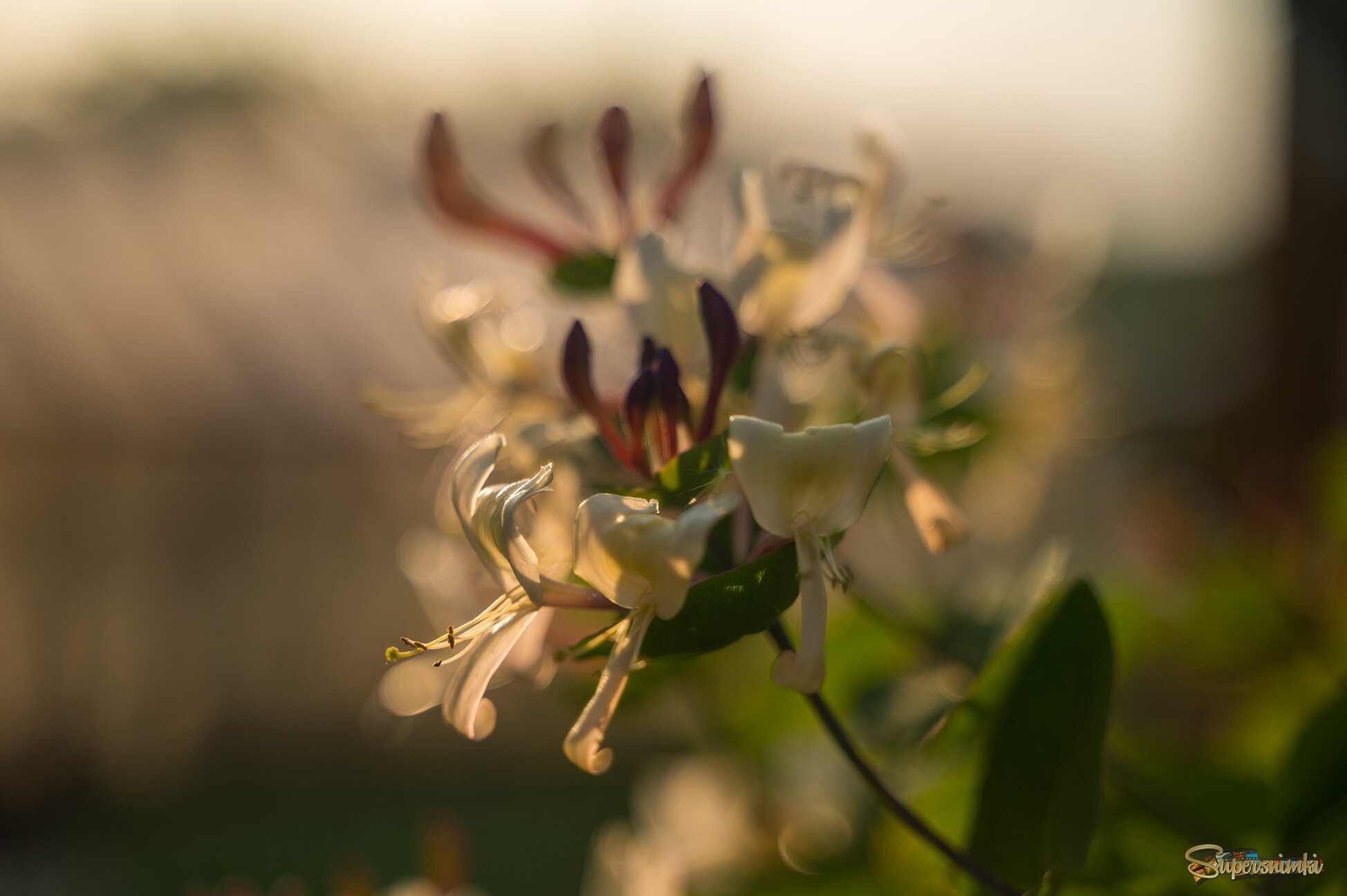 68417a3c114092daf16389b3